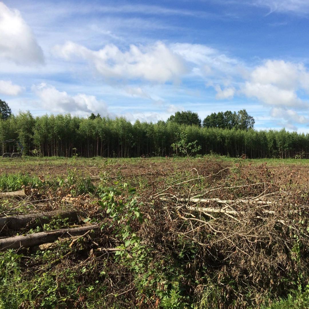 Kasvava võsa kokkuost