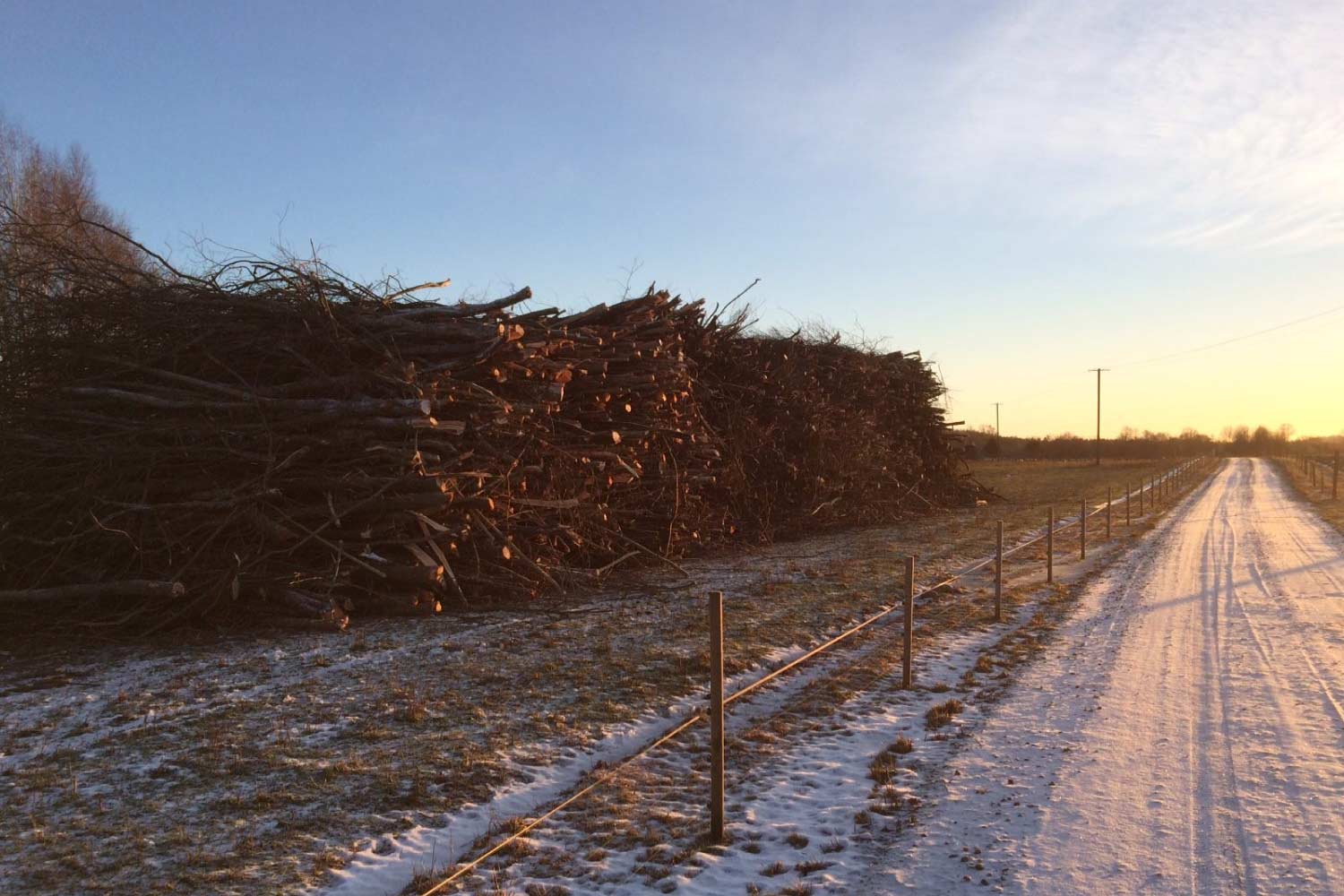 Kasvava võsa kokkuost