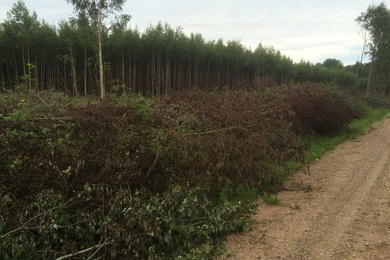Kasvava võsa kokkuost