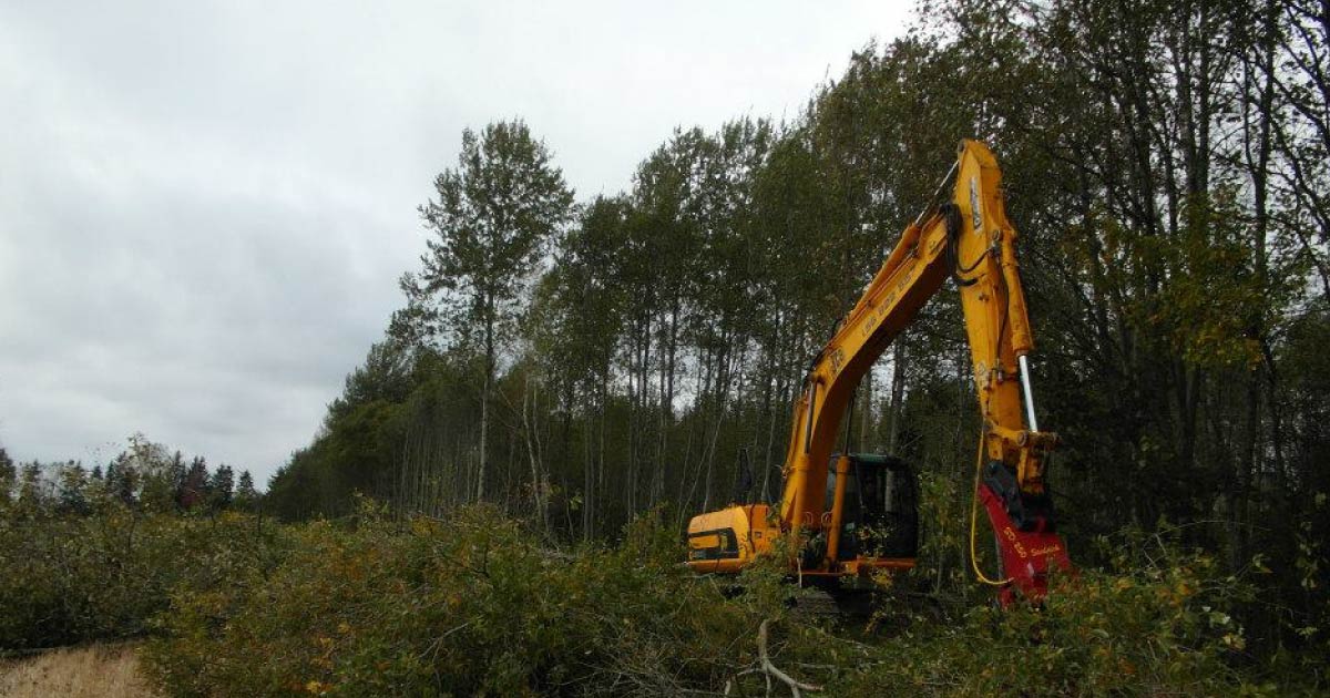 Kasvava võsa kokkuost