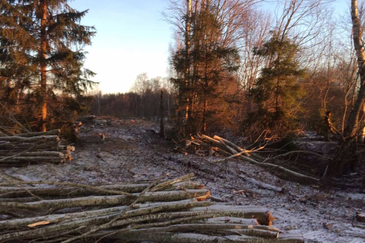 Võsalõikus ja väljavedu üle Eesti